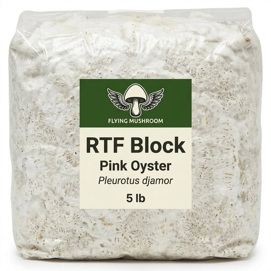 Pink Oyster RTF Fruiting Block - 5 lb